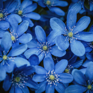 Niebieskie Kwiaty
